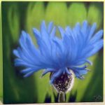 Kornblume01